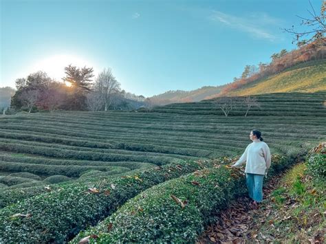 Boseong Green Tea Field: A Verdant Wonderland Where Rolling Hills Meet Aromatic Delights!