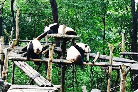 Giant Panda Breeding Research Base Awe-Inspiring Sanctuary for Endangered Species Conservation!