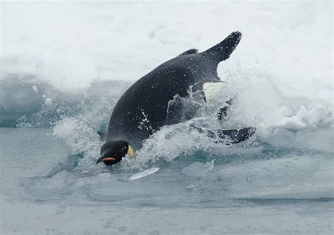 Is 75 Too Cold to Swim? And Why Do Penguins Never Complain About the Temperature?