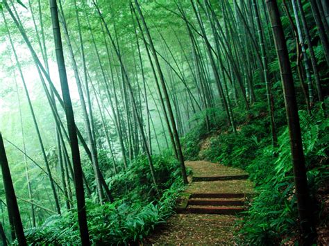 Lanxi Bamboo Forest, A Serene Green Wonderland With Mystical Whispers!