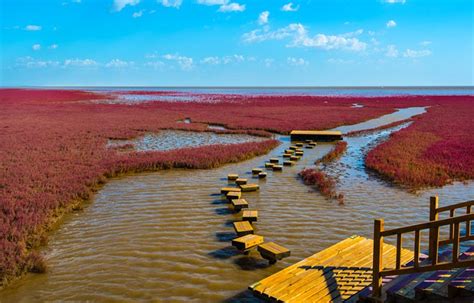 Red Beach Panjin Explore a Crimson Tide of Natural Wonder and Striking Photography Opportunities!