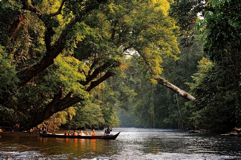 Taman Negara National Park: An Untamed Jungle Paradise Calling Your Name!