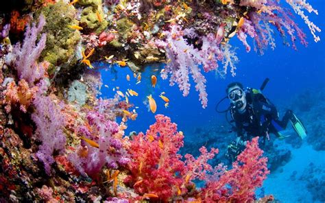 Tubbataha Reefs Natural Park: A Underwater Paradise Teeming with Marine Biodiversity!