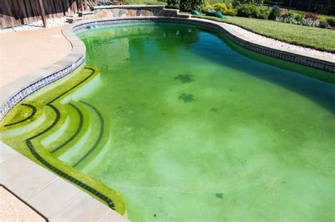 What Happens If You Swim in a Pool with Algae? And Why Do Fish Suddenly Start Singing Opera?