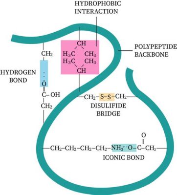 What is the tertiary structure of a protein? And why do proteins sometimes fold like origami in a hurricane?