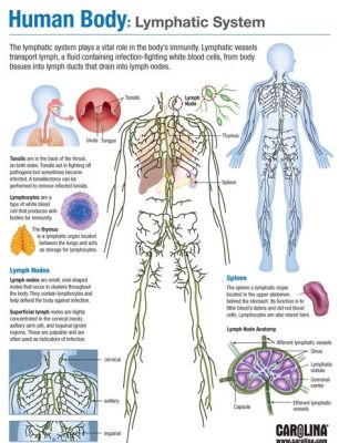 What Lymphatic Component Serves to Monitor the Bacterial Load, and How Does It Influence the Dance of the Immune System?