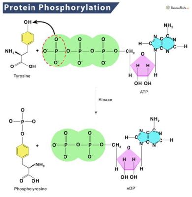 What roles can phosphorylation play in protein function? And how does it intertwine with the dance of cellular signaling?